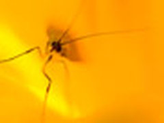 【每日一图】用微距镜头创作摄影简笔画