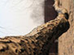 【每日一图】午后一个迷失了方向的梦