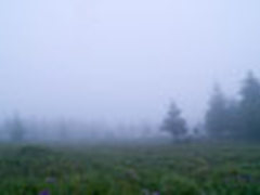 【每日一图】矢车菊盛开在氤氲夜雾里