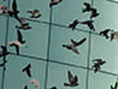 【每日一图】白色鸽子飞在绿色格子里