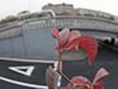 【每日一图】念桥边红叶年年知为谁败