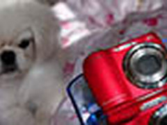 用柯达C190拍摄可爱的宠物