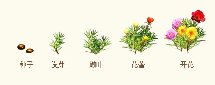 今天你种花了吗?qq花园游戏新手指南|it168